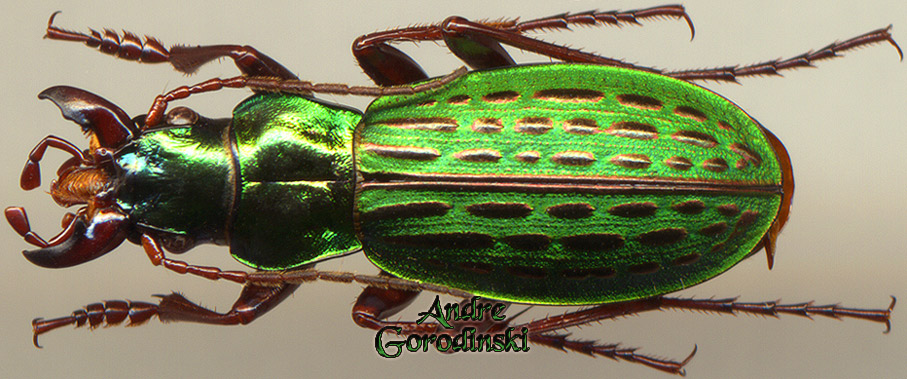 http://www.gorodinski.ru/carabus/Calocarabus przewalskii.jpg